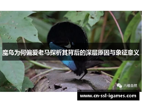 魔鸟为何偏爱老马探析其背后的深层原因与象征意义